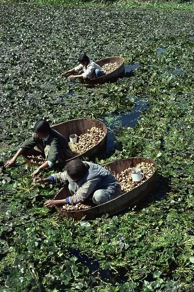 Water chestnut harvest, near Nanking, China, Asia