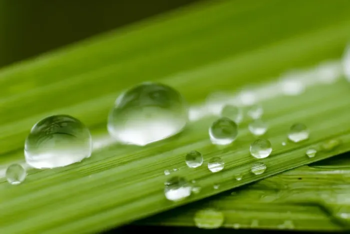 Framed Print : Water droplets on grass, Dali, Yunnan, China, Asia Framed Print : Water droplets on grass, Dali, Yunnan, China, Asia