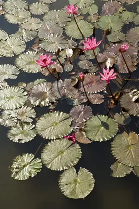 Framed Print : Water lilies Goa Framed Print : Water lilies Goa