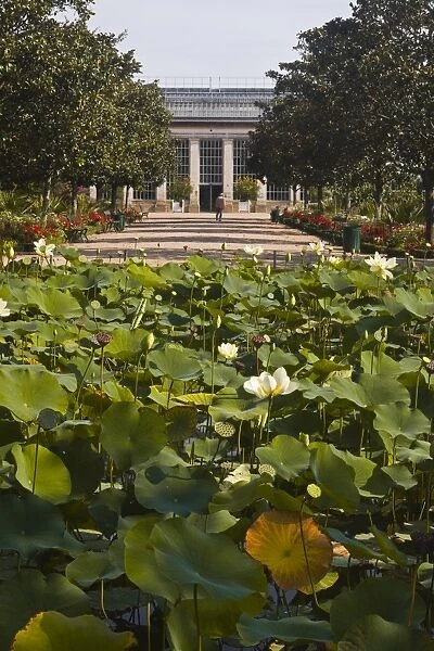Water lilies in the Jardins Botanique (Botanical Gardens), Tours, Indre et Loire, Centre, France, Europe