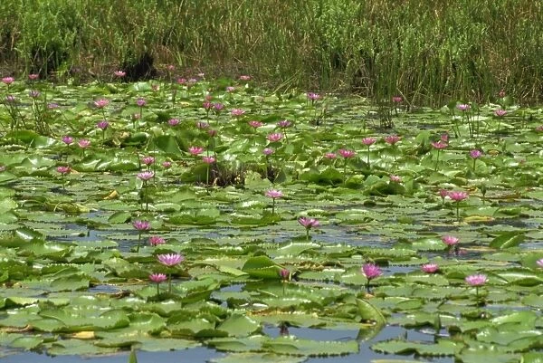 Water lilies near the Pitch Lake