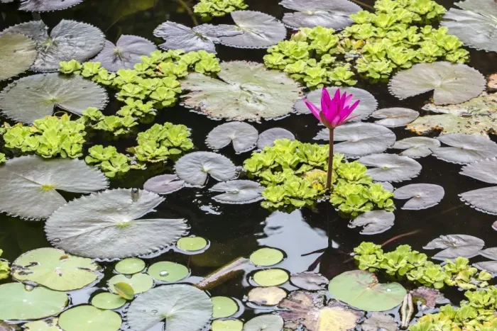 Framed Print : Water-lilies, Nymphaea spp, in Phnom Penh, along the Mekong River, Cambodia, Indochina, Southeast Asia, Asia Framed Print : Water-lilies, Nymphaea spp, in Phnom Penh, along the Mekong River, Cambodia, Indochina, Southeast Asia, Asia