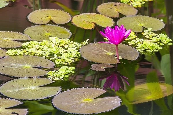 Water-lilies, Nymphaea spp, in Phnom Penh, along the Mekong River, Cambodia, Indochina, Southeast Asia, Asia