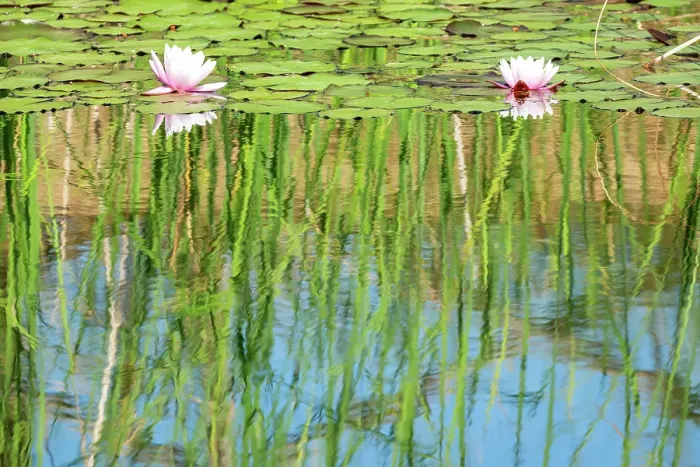 Framed Print : Water lilies in a pond, Val d'Orcia, Tuscany, Italy Framed Print : Water lilies in a pond, Val d'Orcia, Tuscany, Italy