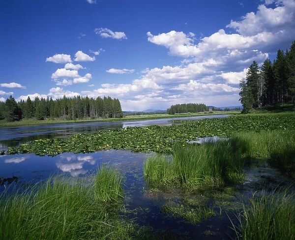 Water lilies on Swan Lake