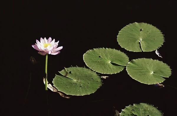 Water lily, Caranbirini Conservation Reserve, Queensland, Australia, Pacific