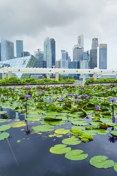Water lily garden by the ArtScience Museum with city skyline beyond, Marina Bay, Singapore