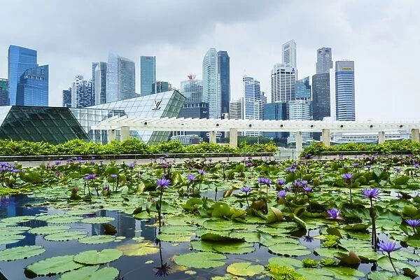Water lily garden by the ArtScience Museum with city skyline beyond, Marina Bay, Singapore