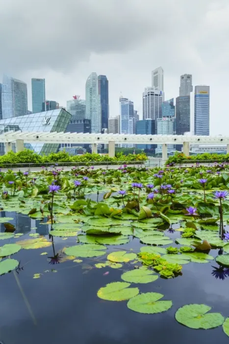 Framed Print : Water lily garden by the ArtScience Museum with city skyline beyond, Marina Bay, Singapore Framed Print : Water lily garden by the ArtScience Museum with city skyline beyond, Marina Bay, Singapore