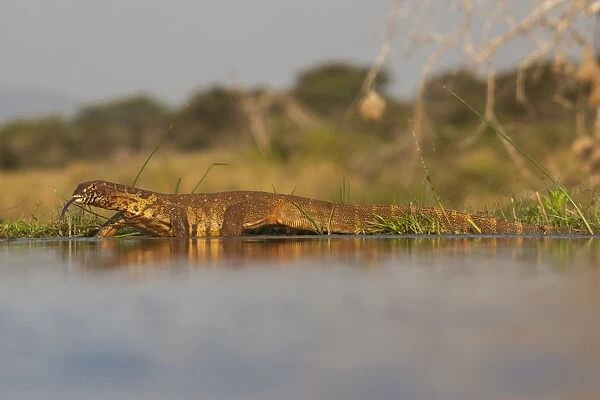 Water monitor (leguaan) (Varanus niloticus), Zimanga private game reserve, KwaZulu-Natal