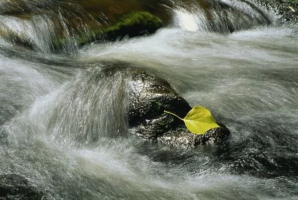 Water rushing over rocks and a single leaf in a river in Killarney