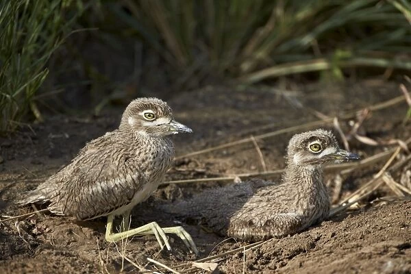 Two water thickknee (water dikkop) (Burhinus vermiculatus) chicks, Hluhluwe Game Reserve, South Africa, Africa