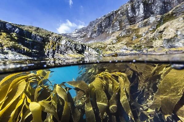 Above and below water view of kelp in Hercules Bay, South Georgia, Polar Regions