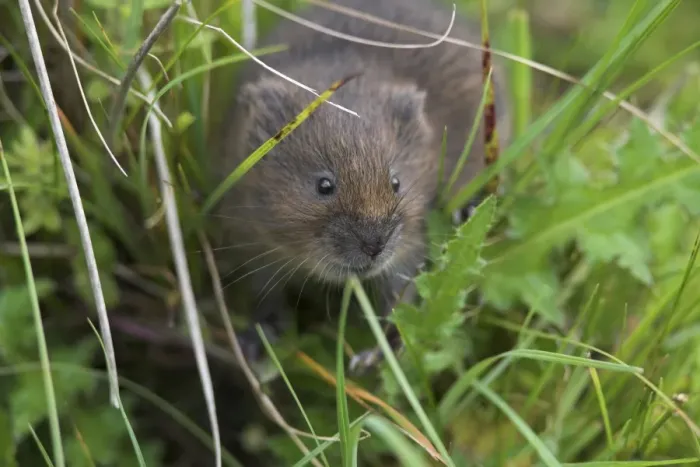 Framed Print : Water vole (Arvicola terrestris), Alston Moor, Cumbria, England, United Kingdom, Europe Framed Print : Water vole (Arvicola terrestris), Alston Moor, Cumbria, England, United Kingdom, Europe