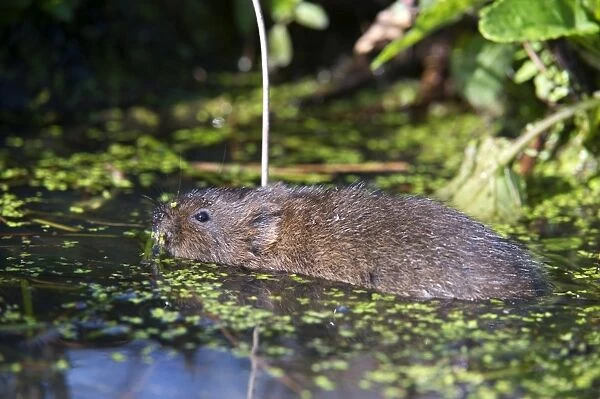 Water vole (Arvicola terrestris) swimming at the surface of a pond, British Wildlife Centre, Surrey, England, United Kingdom, Europe