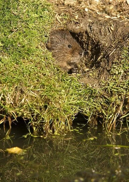 Water vole (Arvicola terrestris) at burrow entrance, surrounded by a closely cropped lawn, eaten by the herbivorous rodents, United Kingdom, Europe