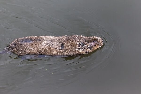 Water vole (Arvicola terrestris), swimming, Gloucester and Sharpness Canal, Shepherds Patch, Gloucestershire, England, United Kingdom, Europe