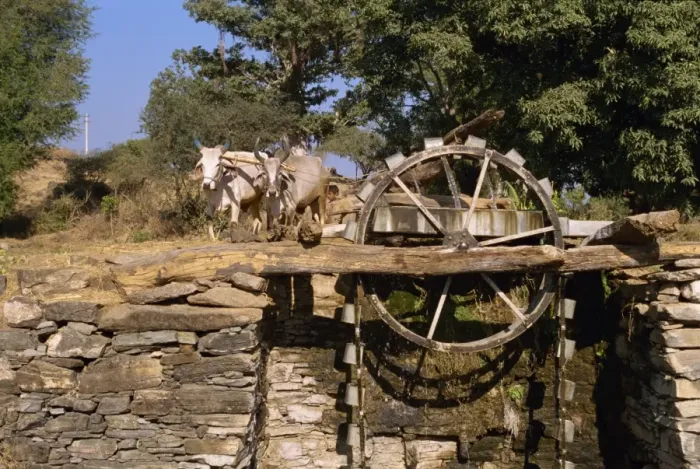Framed Print : Water wheel operated by bullocks in village near Shikar Framed Print : Water wheel operated by bullocks in village near Shikar