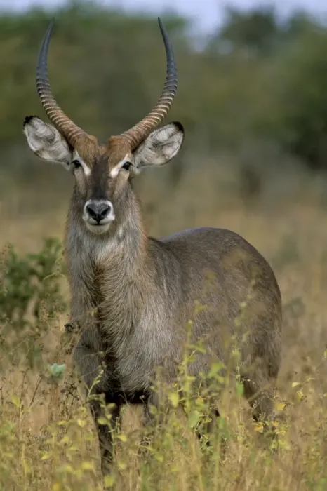 Framed Print : Waterbuck (Kobus ellipsiprymnus) Framed Print : Waterbuck (Kobus ellipsiprymnus)