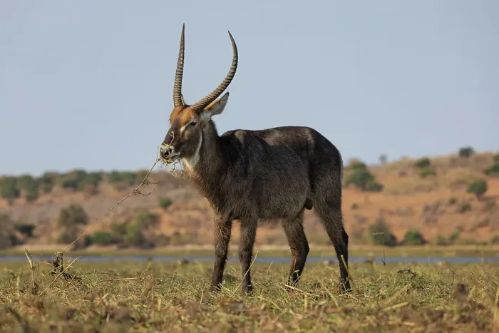 Framed Print : Waterbuck (Kobus ellipsiprymnus), Chobe National Park, Botswana, Africa