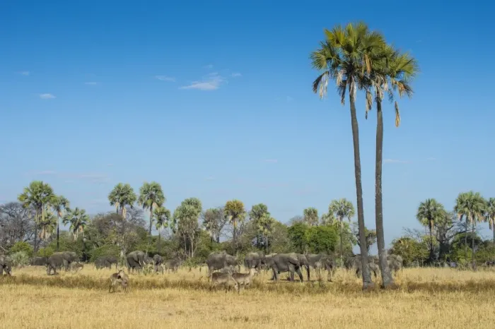 Framed Print : Waterbucks (Kobus ellipsiprymnus) in front of African bush elephants (Loxodonta africana) Framed Print : Waterbucks (Kobus ellipsiprymnus) in front of African bush elephants (Loxodonta africana)