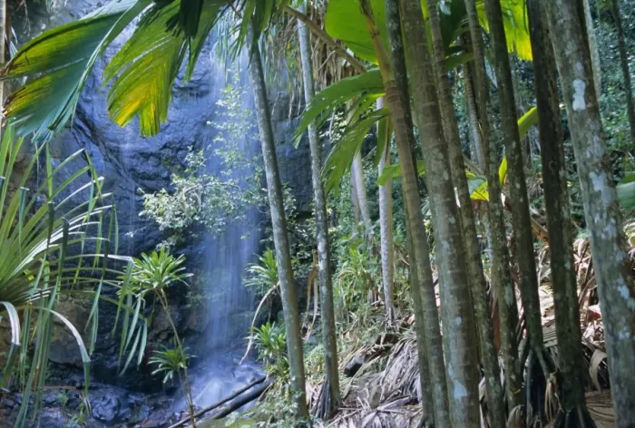 Framed Print : Waterfall, Vallee de Mai National Park Framed Print : Waterfall, Vallee de Mai National Park