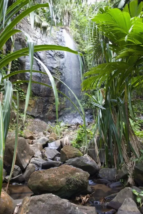 Framed Print : Waterfall in the Vallee de Mai Nature Reserve, UNESCO World Heritage Site Framed Print : Waterfall in the Vallee de Mai Nature Reserve, UNESCO World Heritage Site