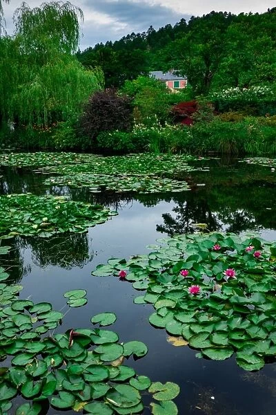 Waterlies in front of Monets house, Giverny, Normandy, France, Europe