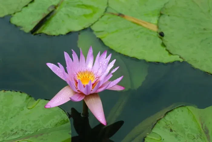 Framed Print : Waterlily, Botanical Gardens Framed Print : Waterlily, Botanical Gardens