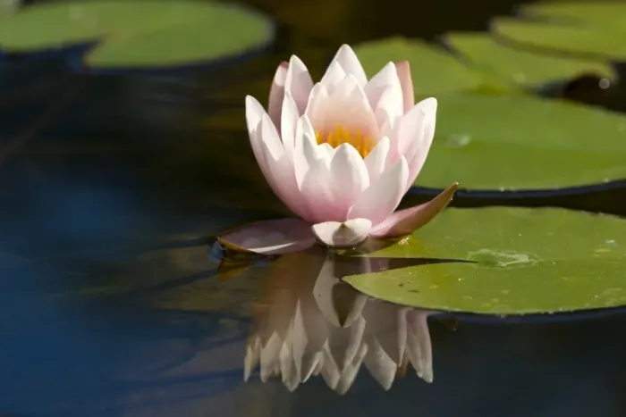 Framed Print : Waterlily, (Nymphaea) Framed Print : Waterlily, (Nymphaea)