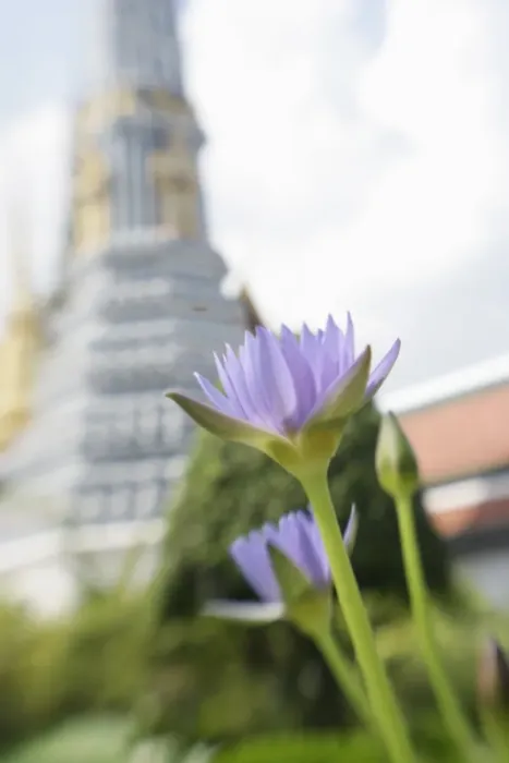 Framed Print : Waterlily, Wat Phra Kaew Framed Print : Waterlily, Wat Phra Kaew
