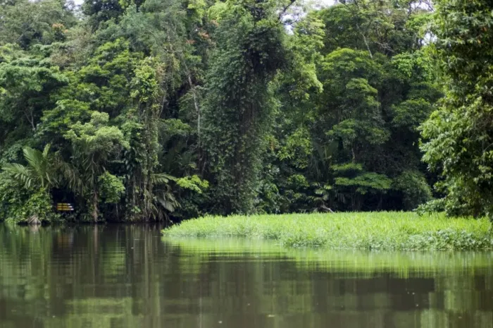 Framed Print : On the back waters at Tortuguero, Costa Rica, Central America Framed Print : On the back waters at Tortuguero, Costa Rica, Central America