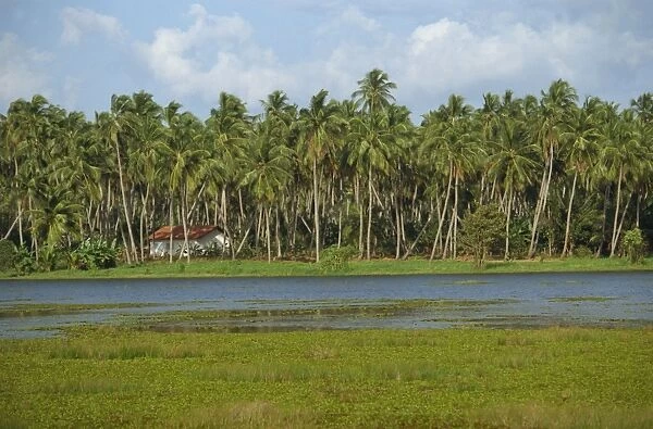 Waterway and house among palm trees near Negombo