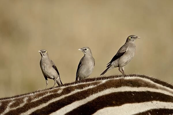 Three Wattled Starling (Creatophora cinerea) on the back of a zebra, Masai Mara National Reserve