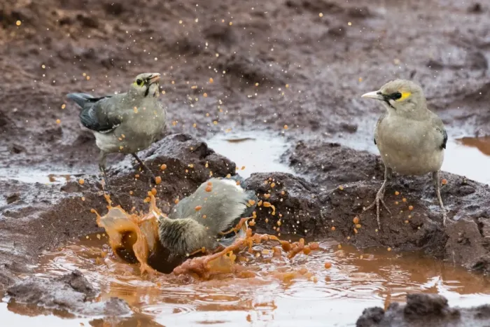 Framed Print : Wattled starlings (Creatophora cinerea) in a water pool, Tsavo, Kenya, East Africa Framed Print : Wattled starlings (Creatophora cinerea) in a water pool, Tsavo, Kenya, East Africa