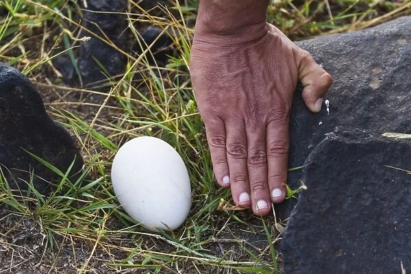 Waved albatross (Diomedea irrorata) egg, Espanola Island, Galapagos Islands, Ecuador, South America