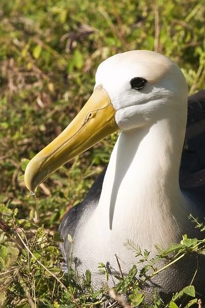 Waved albatross (Phoebastria irrorata), Suarez Point, Isla Espanola (Hood Island)