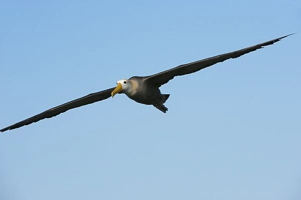Waved albatross (Phoebastria irrorata ) in flight, Hispanola Island, Galapagos, Ecuador, South America