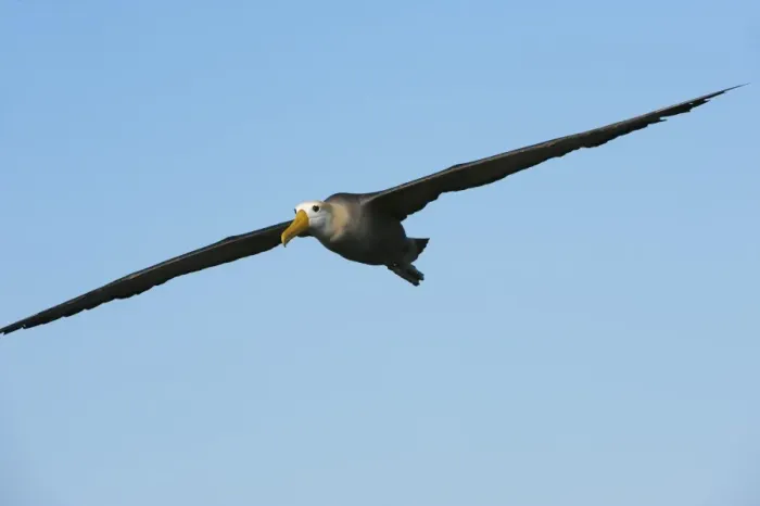 Framed Print : Waved albatross (Phoebastria irrorata ) in flight, Hispanola Island, Galapagos, Ecuador, South America Framed Print : Waved albatross (Phoebastria irrorata ) in flight, Hispanola Island, Galapagos, Ecuador, South America