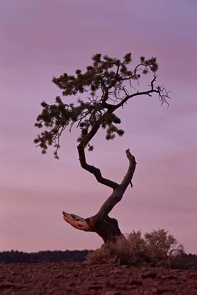 Weathered pine tree at dawn, Capitol Reef National Park, Utah, United States of America, North America