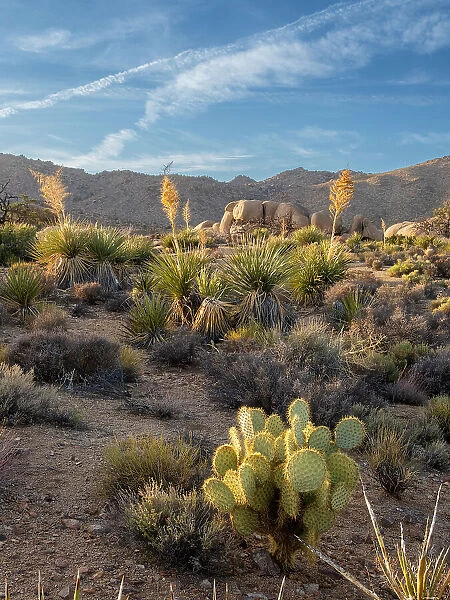 Weathered rocks and cactus in Joshua Tree National Park, California, United States of America, North America