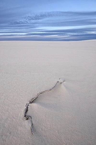 Weathered twig on a dune, White Sands National Monument, New Mexico, United States of America, North America