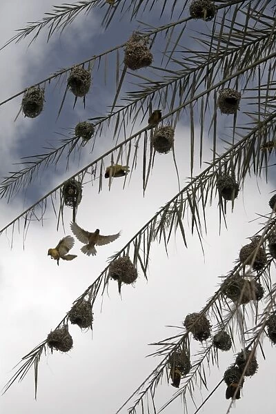 Weaver birds building nests, Harar, Ethiopia, Africa
