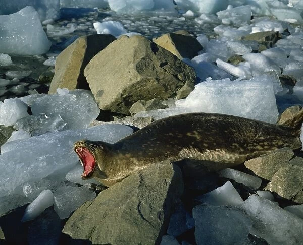 Weddell seal, Antarctica, Polar Regions