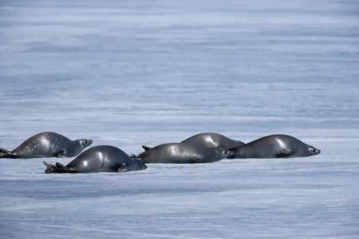 Framed Print : Weddell seal (Leptonychotes weddellii), Weddell Sea, Antarctic Peninsula