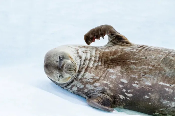 Framed Print : Weddell Seal (Leptonychotes weddellii), hauled out on ice at Half Moon Island, Antarctica, Southern Ocean, Polar Regions