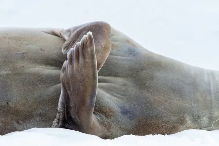 Framed Print : Weddell Seal (Leptonychotes weddellii), hauled out on ice at Half Moon Island, Antarctica, Southern Ocean, Polar Regions Framed Print : Weddell Seal (Leptonychotes weddellii), hauled out on ice at Half Moon Island, Antarctica, Southern Ocean, Polar Regions