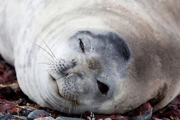 Weddell seal (Leptonychotes weddellii), Half Moon Island, Shetland Islands