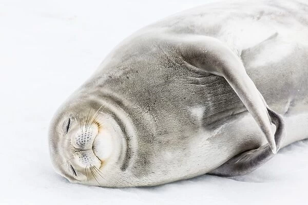 Weddell seal (Leptonychotes weddellii) hauled out on ice at Snow Island, South Shetland Islands, Antarctica, Southern Ocean, Polar Regions