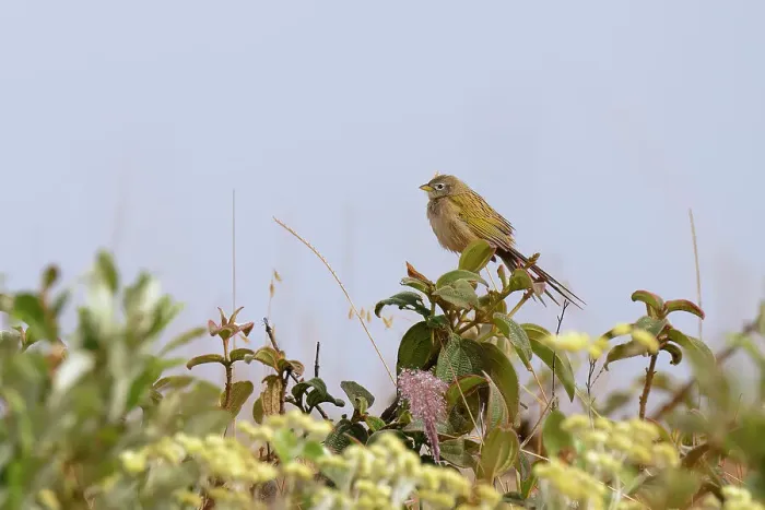 Framed Print : Wedge-tailed GrassFinch (Emberizoides herbicola), Serra da Canastra National Park, Minas Gerais, Brazil, South America Framed Print : Wedge-tailed GrassFinch (Emberizoides herbicola), Serra da Canastra National Park, Minas Gerais, Brazil, South America